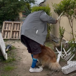 Illustration de l'article : Quotidiennement victime de coups en Seine-Saint-Denis, ce chien échappe enfin à son bourreau de maître après de multiples signalements