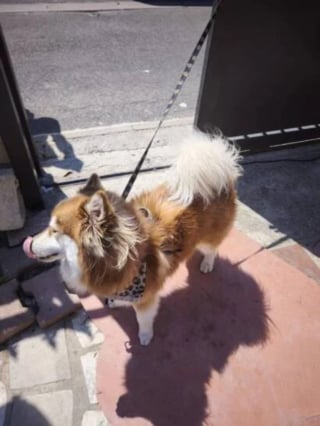 Illustration de l'article : Quotidiennement victime de coups en Seine-Saint-Denis, ce chien échappe enfin à son bourreau de maître après de multiples signalements