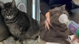Illustration de l'article : Sauv&eacute;e une heure avant son euthanasie, cette chatte asthmatique attend une demande d&rsquo;adoption depuis 2 ans