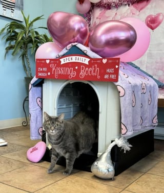 Illustration de l'article : Sauv&eacute;e une heure avant son euthanasie, cette chatte asthmatique attend une demande d&rsquo;adoption depuis 2 ans