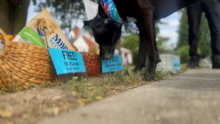 Illustration de l'article : En hommage à leur Beagle en fin de vie, un couple crée un stand de friandises pour chiens qui rassemble le voisinage (vidéo)