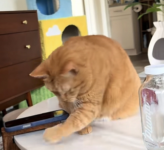 Illustration de l'article : Privée de pizza, une petite chatte rousse exprime son mécontentement en boudant toute la journée (vidéo)