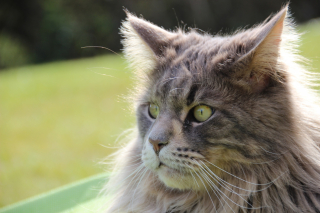 Illustration de l'article : En faisant tomber un ventilateur, ce chat Maine Coon r&eacute;veille son ma&icirc;tre et fait fuir des cambrioleurs venus pour la voiture de sport