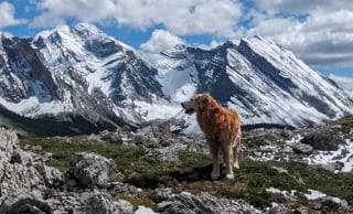 Illustration de l'article : 16 chiens « alpinistes » qui n’hésitent pas à gravir des montagnes pour accompagner leur maître en randonnée