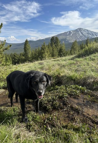 Illustration de l'article : 16 chiens « alpinistes » qui n’hésitent pas à gravir des montagnes pour accompagner leur maître en randonnée