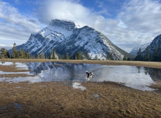 Illustration de l'article : 16 chiens « alpinistes » qui n’hésitent pas à gravir des montagnes pour accompagner leur maître en randonnée