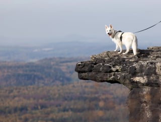 Illustration de l'article : 16 chiens « alpinistes » qui n’hésitent pas à gravir des montagnes pour accompagner leur maître en randonnée