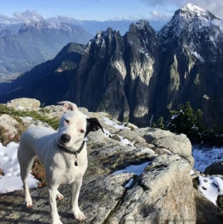 Illustration de l'article : 16 chiens « alpinistes » qui n’hésitent pas à gravir des montagnes pour accompagner leur maître en randonnée