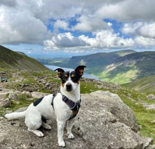Illustration de l'article : 16 chiens « alpinistes » qui n’hésitent pas à gravir des montagnes pour accompagner leur maître en randonnée