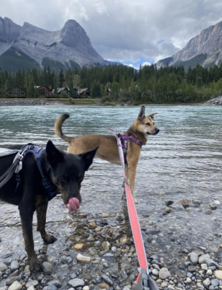 Illustration de l'article : 16 chiens « alpinistes » qui n’hésitent pas à gravir des montagnes pour accompagner leur maître en randonnée