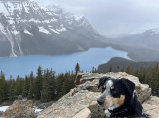 Illustration de l'article : 16 chiens « alpinistes » qui n’hésitent pas à gravir des montagnes pour accompagner leur maître en randonnée