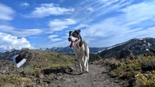 Illustration de l'article : 16 chiens « alpinistes » qui n’hésitent pas à gravir des montagnes pour accompagner leur maître en randonnée