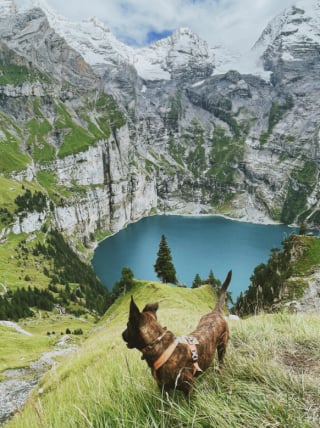 Illustration de l'article : 16 chiens « alpinistes » qui n’hésitent pas à gravir des montagnes pour accompagner leur maître en randonnée