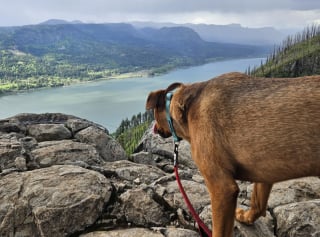 Illustration de l'article : 16 chiens « alpinistes » qui n’hésitent pas à gravir des montagnes pour accompagner leur maître en randonnée