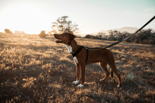 Illustration de l'article : Pourquoi la saccade n’est-elle pas recommandée pour apprendre à votre chien à marcher en laisse ?