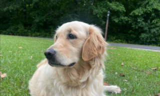 Illustration de l'article : Persuad&eacute;e que &laquo; toutes les cr&eacute;atures sont ses amies &raquo;, cette jeune Golden Retriever est fascin&eacute;e par une minuscule tortue (vid&eacute;o) 