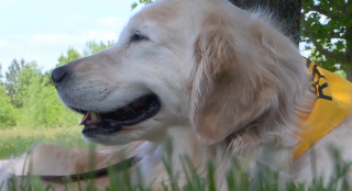 Illustration de l'article : Sauvée d'une usine à chiots, cette Golden Retriever veille constamment sur la sécurité de sa maîtresse atteinte d'Alzheimer