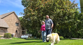 Illustration de l'article : Sauvée d'une usine à chiots, cette Golden Retriever veille constamment sur la sécurité de sa maîtresse atteinte d'Alzheimer