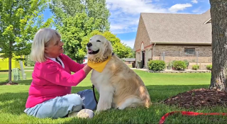 Illustration de l'article : Sauvée d'une usine à chiots, cette Golden Retriever veille constamment sur la sécurité de sa maîtresse atteinte d'Alzheimer