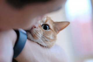 Illustration de l'article : Selon une étude, votre chat regarde votre visage pour savoir s'il doit avoir peur