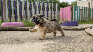 Illustration de l'article : 7 Shih-Tzu de 1 mois abandonnés sous un buisson et sauvés par un passant, trouvent un nouveau foyer