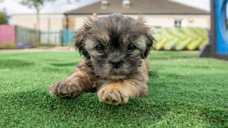 Illustration de l'article : 7 Shih-Tzu de 1 mois abandonnés sous un buisson et sauvés par un passant, trouvent un nouveau foyer