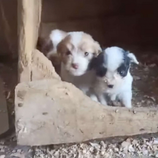 Illustration de l'article : Abandonnés dans les broussailles, 6 chiens entassés dans une boîte en carton trouvent des mains bienveillantes pour commencer une nouvelle vie