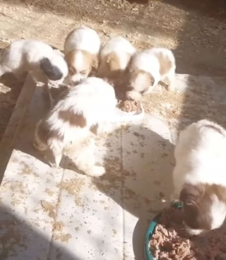 Illustration de l'article : Abandonnés dans les broussailles, 6 chiens entassés dans une boîte en carton trouvent des mains bienveillantes pour commencer une nouvelle vie