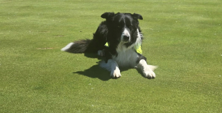 Illustration de l'article : Pendant la Coupe du monde, 2 chiens Border Collies chassent pacifiquement les oies de la pelouse d'un terrain canadien (vidéo)