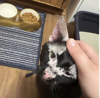 Illustration de l'article : Trouvé près d’un terrain de caravanes, ce chat abandonné atteint d’un vitiligo trouve une seconde chance auprès de sa sauveteuse (vidéo)