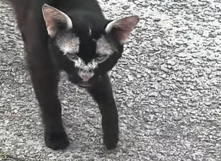 Illustration de l'article : Trouvé près d’un terrain de caravanes, ce chat abandonné atteint d’un vitiligo trouve une seconde chance auprès de sa sauveteuse (vidéo)