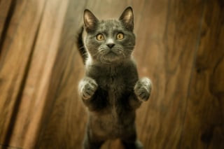 Illustration de l'article : 12 idées reçues sur les chats qui méritent d'être déconstruites pour renforcer notre relation avec eux