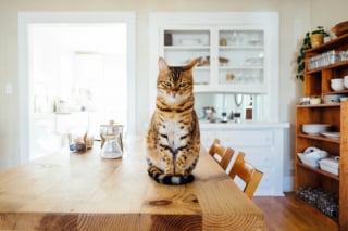 Illustration de l'article : 12 idées reçues sur les chats qui méritent d'être déconstruites pour renforcer notre relation avec eux