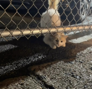 Illustration de l'article : Une chatte maigre se faufile sous une clôture pour rejoindre la seule personne venue à son secours et trouve un foyer aimant