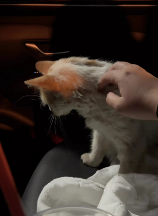 Illustration de l'article : Une chatte maigre se faufile sous une clôture pour rejoindre la seule personne venue à son secours et trouve un foyer aimant