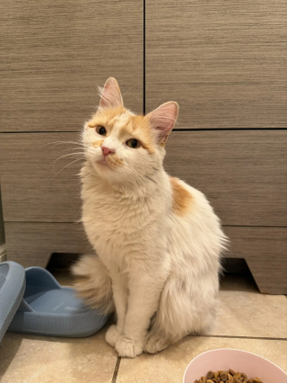 Illustration de l'article : Une chatte maigre se faufile sous une clôture pour rejoindre la seule personne venue à son secours et trouve un foyer aimant