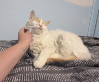 Illustration de l'article : Une chatte maigre se faufile sous une clôture pour rejoindre la seule personne venue à son secours et trouve un foyer aimant