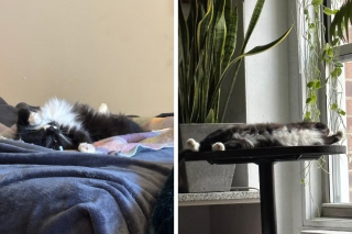 Illustration de l'article : Sauvé d’une maison surpeuplée, un chat de 1 an trouve enfin un foyer pour toujours