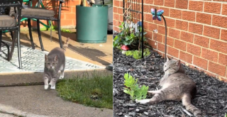 Illustration de l'article : Ils fabriquent une niche s&eacute;curis&eacute;e et confortable pour une chatte errante qui est finalement adopt&eacute;e par un voisin (vid&eacute;o)