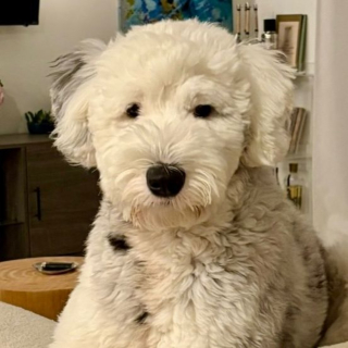 Illustration de l'article : Ce chien ne s'attendait pas &agrave; cohabiter avec 7 chatons et leur m&egrave;re mais devient volontiers leur &laquo; oncle &raquo; bienveillant (vid&eacute;o)