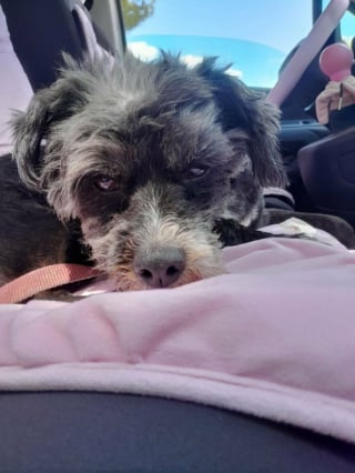 Illustration de l'article : Ce chien qui faisait sa vie dehors sans r&eacute;el contact humain cherche une famille qui lui donnera une chance de conna&icirc;tre le bonheur