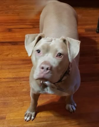 Illustration de l'article : Hennessy la chienne ayant surv&eacute;cu &agrave; l'accident lui ayant fait perdre son ma&icirc;tre, retrouve sa famille et rentre &agrave; la maison (vid&eacute;o)