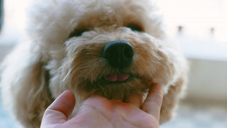 Illustration de l'article : Pourquoi votre chien pose-t-il lourdement son museau sur votre bras ?