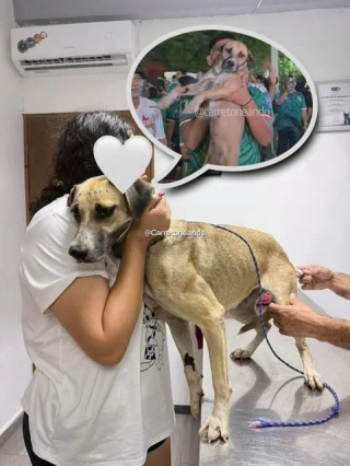 Illustration de l'article : Après un mois de recherches, un chien perdu est finalement retrouvé grâce à une vidéo de célébrations du Mondial (vidéo)