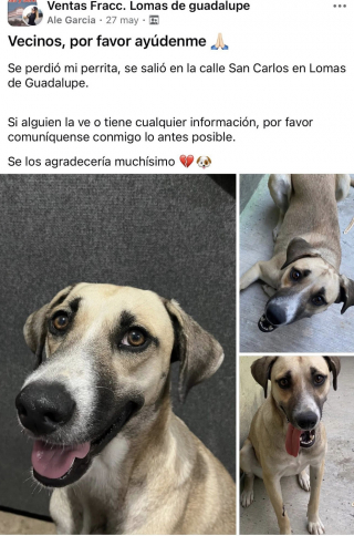Illustration de l'article : Après un mois de recherches, un chien perdu est finalement retrouvé grâce à une vidéo de célébrations du Mondial (vidéo)