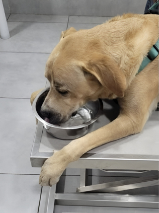 Illustration de l'article : Ce chien s'étant échappé de sa cage juste avant un vol à l'aéroport de Pointe-à-Pitre est retrouvé indemne plusieurs jours plus tard