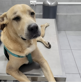 Illustration de l'article : Ce chien s'étant échappé de sa cage juste avant un vol à l'aéroport de Pointe-à-Pitre est retrouvé indemne plusieurs jours plus tard