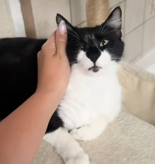 Illustration de l'article : Une chatte errante choisit une lucarne pour mettre bas avant d’être sauvée avec ses chatons (vidéo)