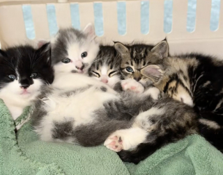 Illustration de l'article : Une chatte errante choisit une lucarne pour mettre bas avant d’être sauvée avec ses chatons (vidéo)