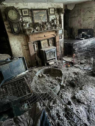 Illustration de l'article : Ancienne championne de concours canin, elle est condamnée après avoir laissé 77 chiens vivre dans la souffrance